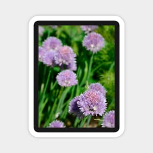 Chive Flowers Magnet