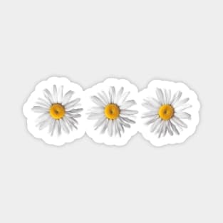 Daisy Trio Magnet