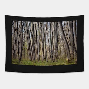 Hornbeam forest Tapestry