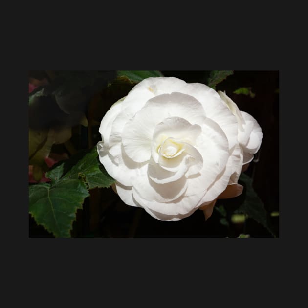 One white begonia flower. by sma1050