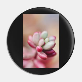 Sedum Aurora Pin