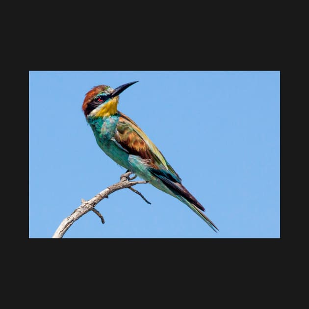 European Bee-eater, South Africa by scotch