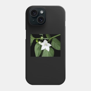 White hot pepper flower (Capsicum annuum cultivar) close-up Phone Case