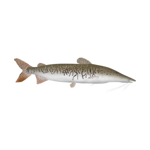 Tigar Shovelnose Catfish by FishFolkArt