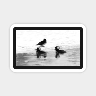 Hooded Mergansers Magnet