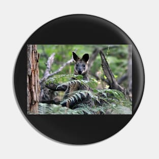 Swamp Wallaby amongst Ferns Pin