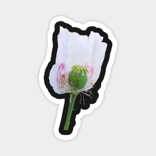 White Poppy Flower Magnet