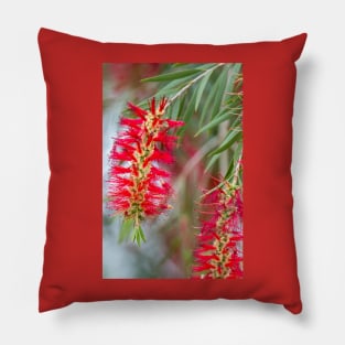 Weeping Bottlebrush Red Blooms Pillow