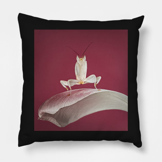 praying mantis on a petal Pillow by TonyNorth