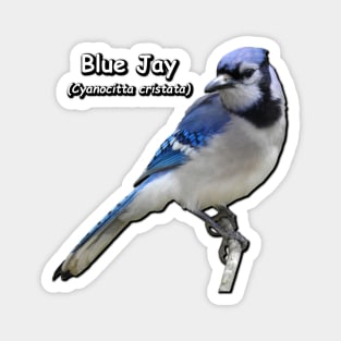 Blue Jay Magnet