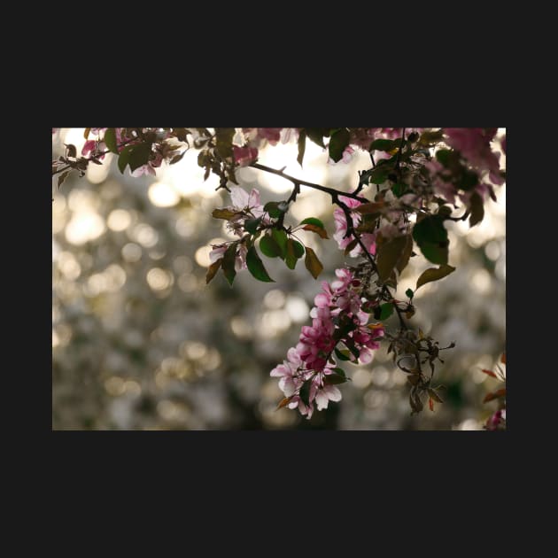 Pink flowers against a bokeh background by lightsfromspace