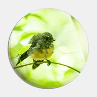 New Zealand fantail in tree with defocussed leaves and branches. Pin