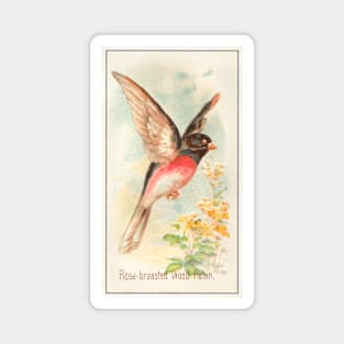 Rose-Breasted Wood Robin Magnet