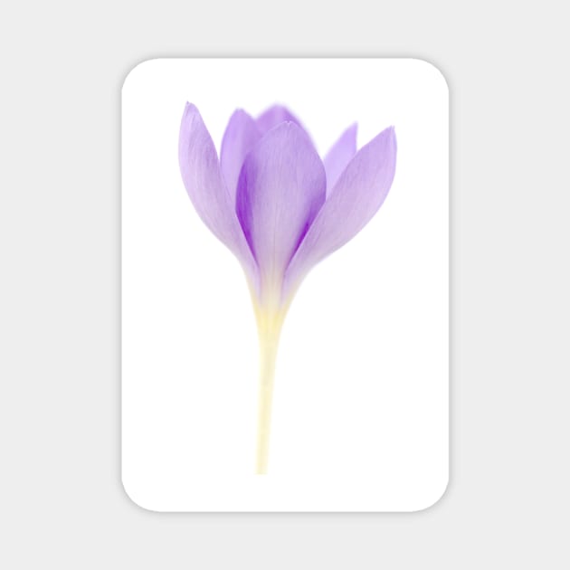 Crocus goulimyi   AGM  Autumn flowering crocus Magnet by chrisburrows