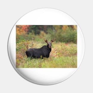 Young Moose - Algonquin Park, Canada Pin