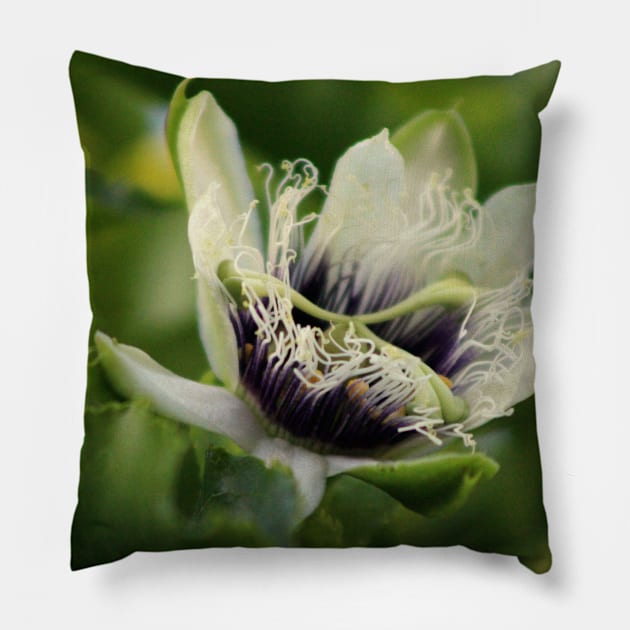 Passion Flower Budding Closeup Pillow by ButterflyInTheAttic