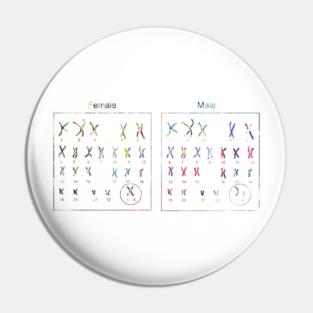 Female and male Chromosome idiogram Pin by erzebeth