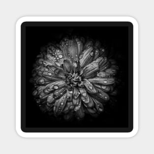 Backyard Flowers In Black And White 44 Magnet