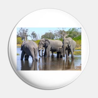 Three Elephants Wading in Botswana Pin