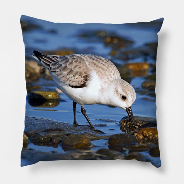 Cute Sanderling Foraging at Low Tide on a Wintry Beach Pillow by walkswithnature