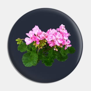 Pink and White Striped Geraniums Pin