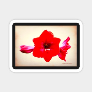 Red Amaryllis After Georgia O'Keeffe Magnet