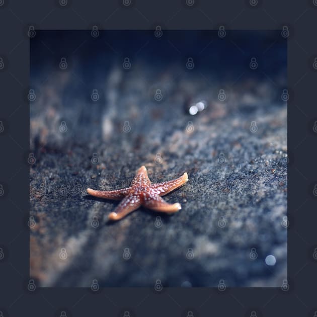 Beautiful Starfish by StylishPrinting