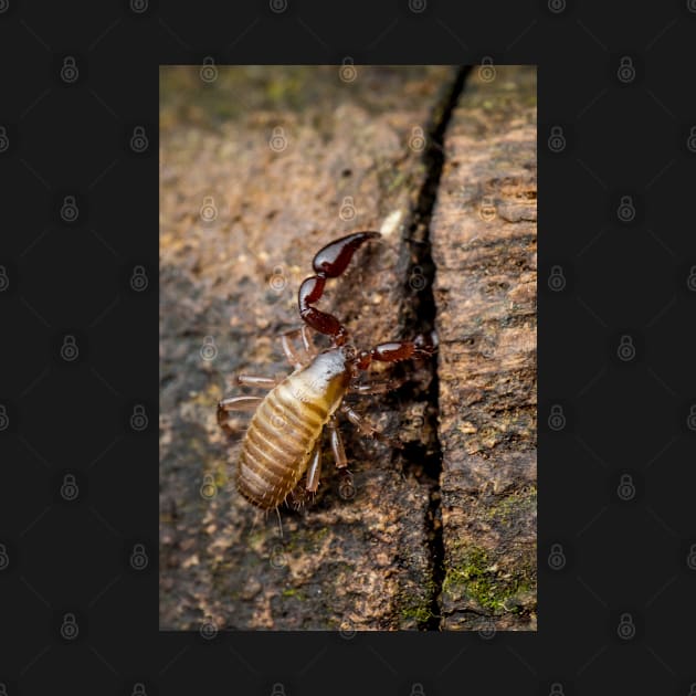 A Pseudoscorpion (Pseudoscorpionida) searching the cervice for food by AvonPerception