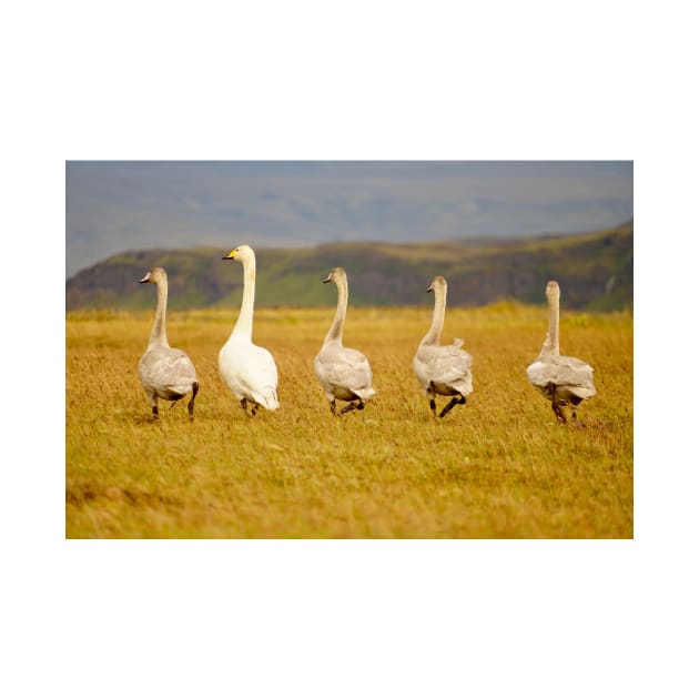 Goose - mother and kids by Sturmlechner