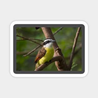 Great Kiskadee Perched Magnet