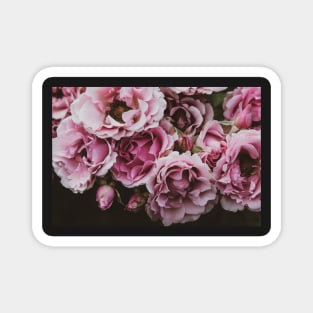 Vintage Pink Garden Roses Magnet