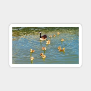 Canada Goose and Its Goslings Swimming Magnet