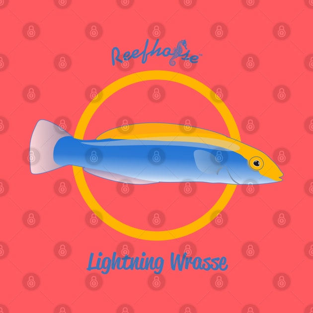 Lightning Wrasse by Reefhorse