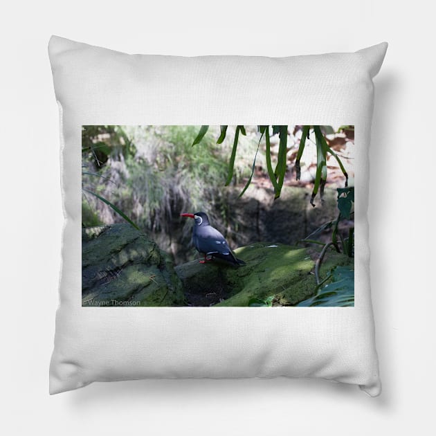 Inca Tern Pillow by redneckpoet