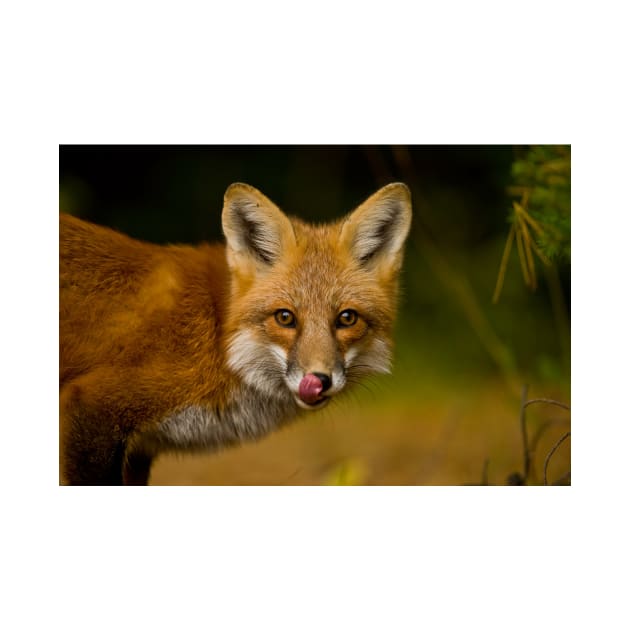 Red Fox by jaydee1400