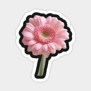 Fresh, single gerbera Magnet