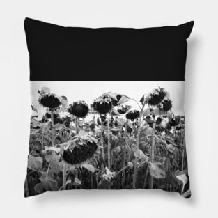 wilting sunflowers in black and white Pillow