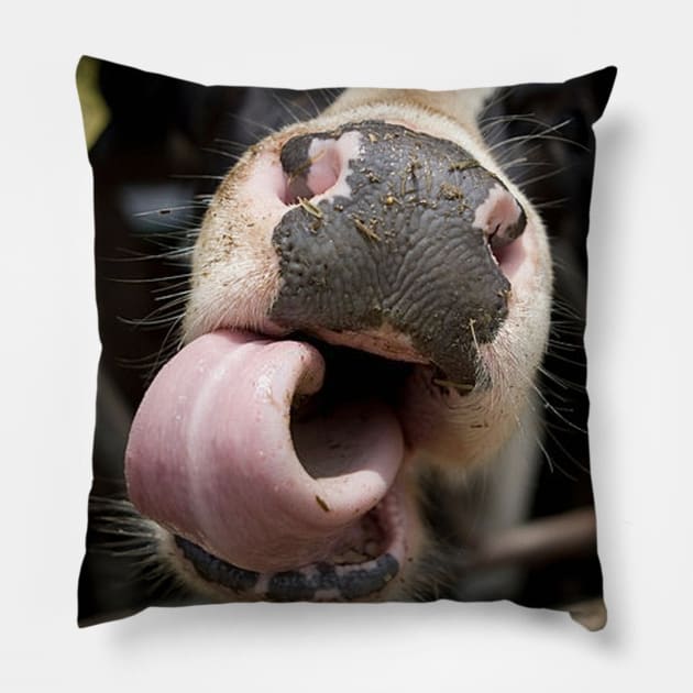 Close Up Of Cow's Nose and Tongue Pillow by William Edward Husband