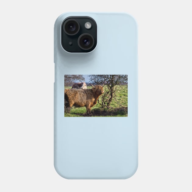 Highland Cattle and a gnarled tree Phone Case by Violaman