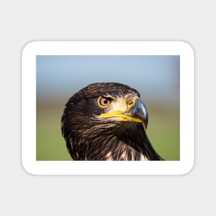 Close-up of an immature American bald eagle Magnet