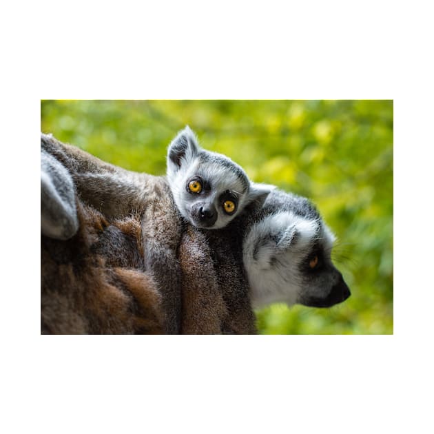 Ring Tailed Lemur by kawaii_shop