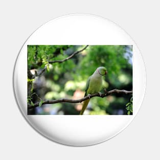 Ring-necked Parakeet (Psittacula krameri) Pin