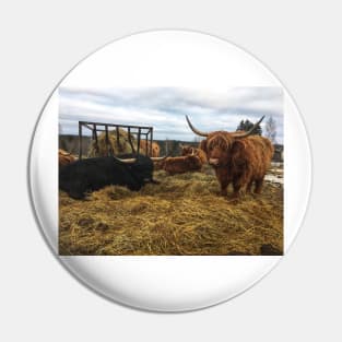 Scottish Highland Cattle Cows and Bull 2245 Pin