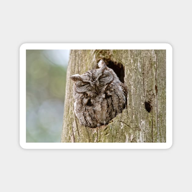 Sleeping Screech Owl Magnet by jaydee1400