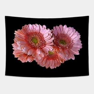 Daisies - Bunch of Pink Shasta Daisies Tapestry