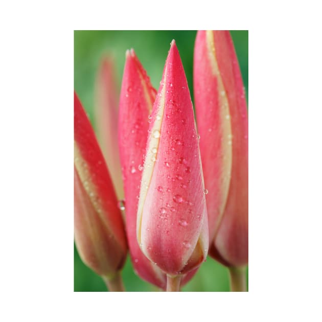 Tulipa clusiana  'Cynthia'  AGM  Lady tulip  Miscellaneous tulip by chrisburrows