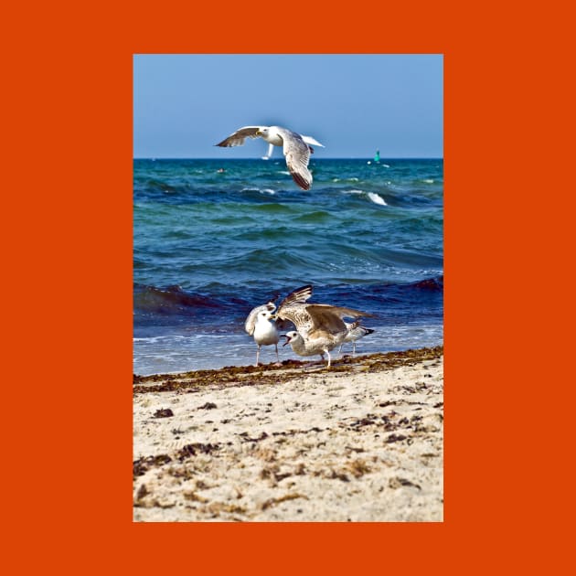 Seagulls screaming by SILVA_CAPITANA