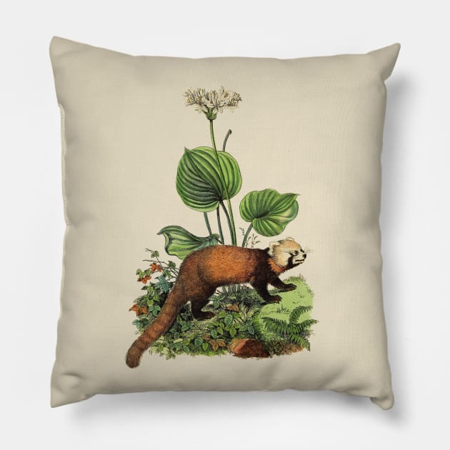 RED PANDA Illustration Pillow by Biophilia