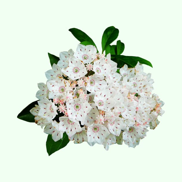 Mountain Laurel by SusanSavad