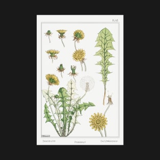 Maurice Pillard Verneui's 1896 "Dandelion" T-Shirt